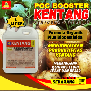 Pupuk Penyubur Tanaman Kentang  Pupuk Pembesar Buah Kentang  Pupuk Pelebat Umbi Kentang Obat Kentang