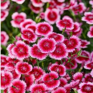 เมล็ดดอกคาร์เนชั่น 40-50 เมล็ด 18 บาท เมล็ดพันธุ์ มีเก็บเงินปลายทาง มีแถมวิธีการปลูก