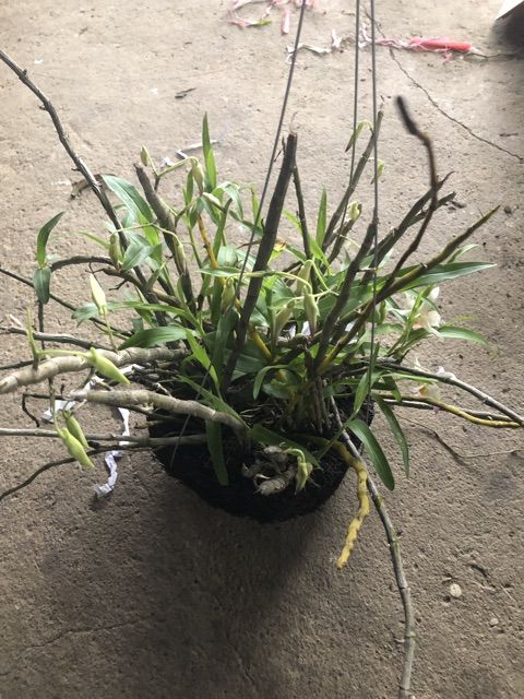 Phong%20lan%20Ng%E1%BB%8Dc%20Th%E1%BA%A1ch%203%20m%C3%A0u%20-%20Image%203