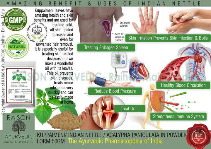 KUPPAIMENI/ INDIAN NETTLE / ACALYPHA PANICULATA IN POWDER FORM 50GM The