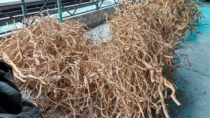 Lũa Rễ Rừng, rễ dương Làm Layout Setup Bể Cá Thuỷ Sinh - Đã Tách Vỏ Và ...