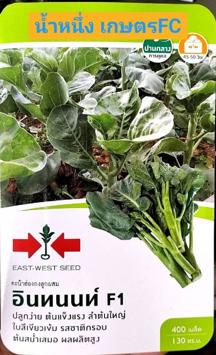 เมล็ดพันธุ์คะน้าฮ่องกง ลูกผสม อินทนนท์ ปลูกง่าย ต้นกรอบ