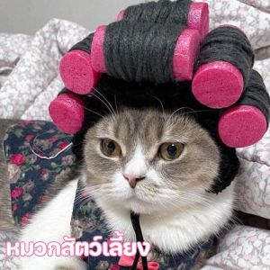 หมวกตัดผมหยิก น้ําหนักเบา สวมใส่สบาย สําหรับสุนัข แมว วิกผมสัตว์เลี้ยง ตลกและน่ารัก - So starry