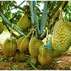 Bibit Durian Kaki 3 Premium dengan Variasi Jenis Unggul