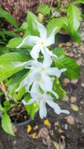 พูดกังหัน ต้นสวยแข็งแรงและรากเต็มกระถางขนาด กระถาง 11 นิ้ว (กทม)