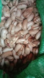 200 gram hạt giống cây chà là cảnh chà là công trình