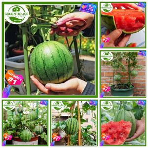 Green House® - Red Dwarf Watermelon Seeds Fruit (10 Seed) incl. Planting Instructions for Planting Melon Plant Seeds