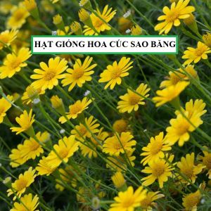 1KG Hạt Giống Hoa Cúc Sao Băng