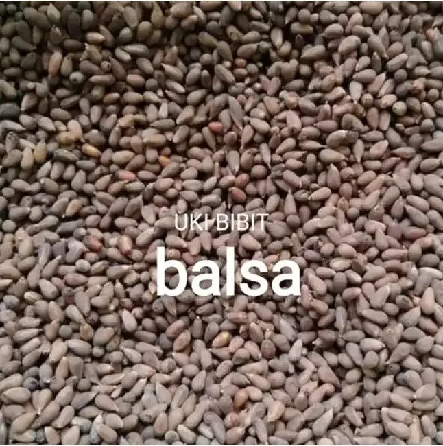 (%2080%20Butir%20)%20Benih%20Biji%20Pohon%20Kayu%20%20Balsa%20Putih%20%7C%20Ochroma%20Pyramidale%20-%20Image%203