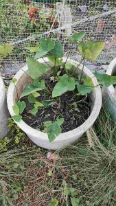 Colocasia Coffee Cup ตัดสด พร้อมใบ โคโลคาเซีย คอฟฟี่คับ