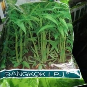 Benih Kangkung Bangkok LP-1 1kg