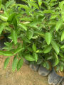 Berjaya Plant Nursery - Pokok Limau Nipis Jambak Hybrid(Pokok Buah Hidup/Buah-buahan/Real Live Fruit Tree). 