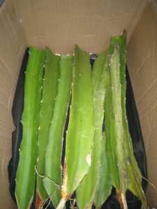 Bibit buah naga kuning // golden isis // termurah tanpa duri