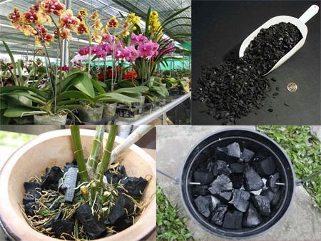 Than%20c%E1%BB%A7i%20tr%E1%BB%93ng%20lan%20%C4%91%C3%A3%20x%E1%BB%AD%20l%C3%BD%205dm,%20than%20%C4%91%C3%A3%20l%C3%A0m%20nh%E1%BB%8F%20v%E1%BB%ABa%20ch%E1%BA%ADu,%20x%E1%BB%AD%20l%C3%BD%20n%E1%BA%A5m%20b%E1%BB%87nh,%20ph%C6%A1i%20kh%C3%B4,%20nh%E1%BA%B9%20-%20Image%206