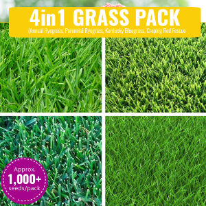 Grass Seeds Collection - Ground Cover Seeds - Grass Seeds Mix Drought Resistant Bermuda Grass Red Fescue Ryegrass Bluegrass Clover Buckwheat Seeds