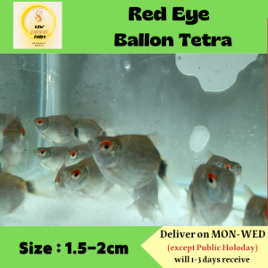 Red Eye Ballon Tetra /Ballon Tetra mata merah / Live Fish