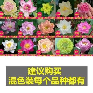 50PCs New Bowl Lotus Seeds Lotus Bowl/Buy One Get One New Product Bowl Lotus Seeds Hydroponic Pott