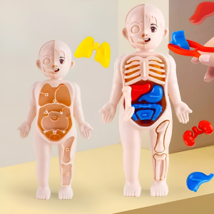Toy Studio Mainan Anak Human Body Model Sains Mainan Edukasi Organ Tubuh Manusia Board Game