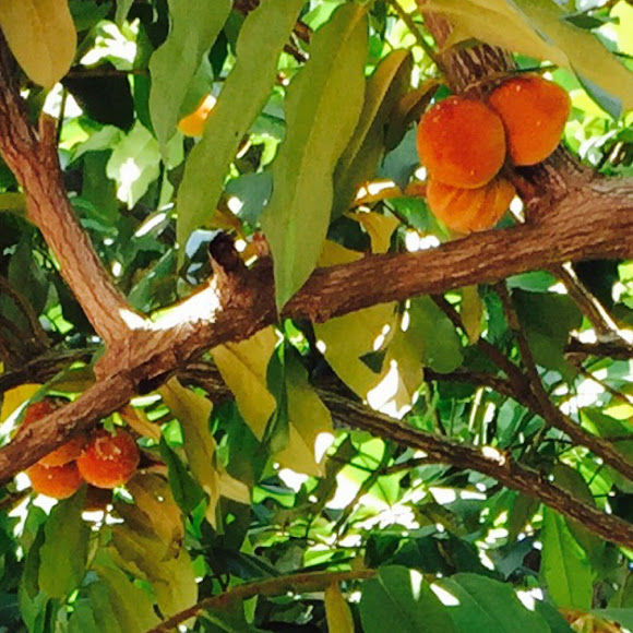 kamagong seedlings / rare and native fruit mabolo fruit tree seedlings / velvet apple  seedlings