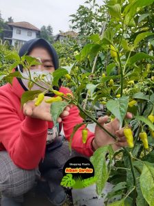 COD Bibit tanaman cabe rawit domba hidup benih cabai cengek super pedas setan buah jumbo Varian Benih 1 Dan 2 Pohon Sayur Organic Cabai Pedas - Lazada
