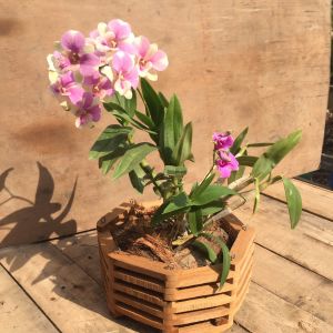 กระถางกล้วยไม้ 9 นิ้ว(1 ชิ้น พร้อมลวดแขวน) กระถางต้นไม้ กระเช้ากล้วยไม้ กระถางเฟิร์นสไบนาง เฟิร์นสไบนาง ไม้สัก กระถางกลม กระถาง เฟิร์น กระถางต้นไม้แขวน - Lazada