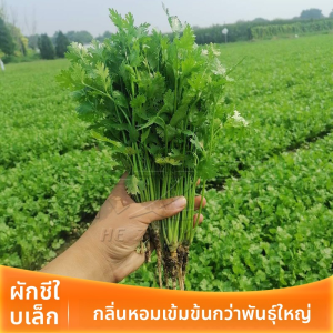 ชาวนาพันธุ์ฟักทองเมล็ดฟักทองต้นฤดูใบไม้ผลิใบใบใหญ่เกิดจากการต่อต้านเมล็ดพืชร้อน