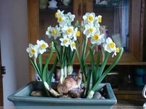 Bộ 3 Củ giống hoa thủy tiên - 1 củ nhiều nhánh