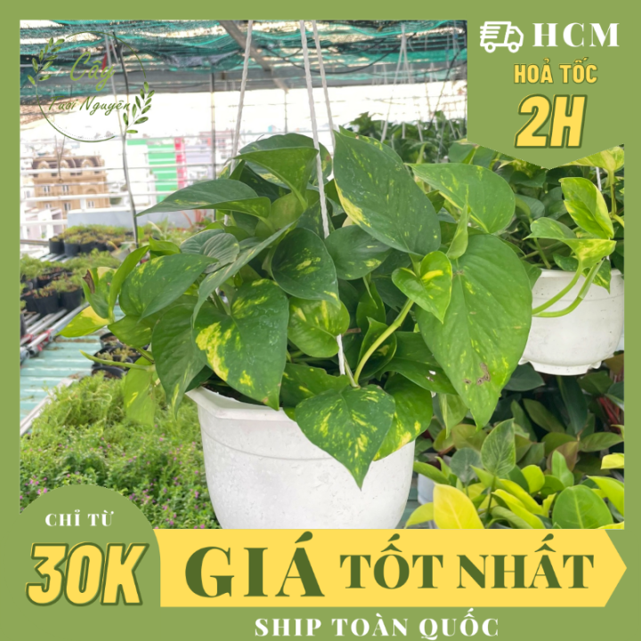 CÂY TRẦU BÀ GIỎ TREO Size LỚN,(cao 20cm), cây phong thủy hút tài lộc để ...