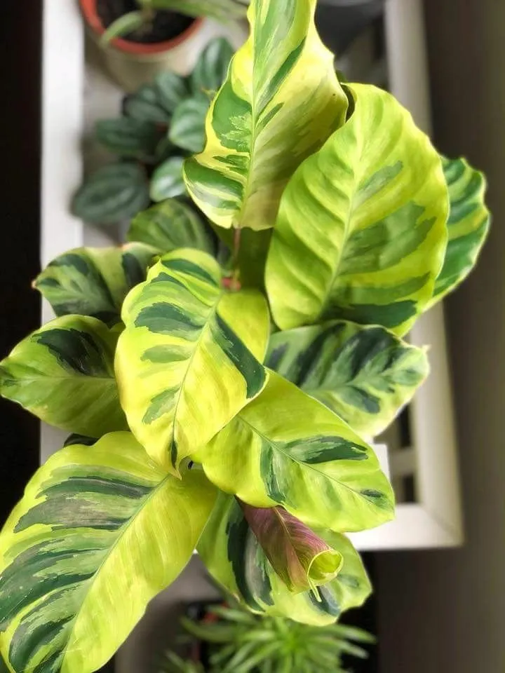 dracaena fragrans temperature Golden Coast Dracaena