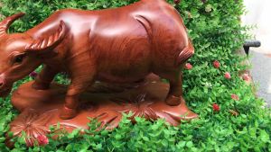 Tượng trâu gặm cỏ phong thủy gỗ hương kt 35/25/19