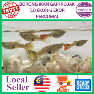 gapi biasa ( 10 ekor+2 ekor percuma)
