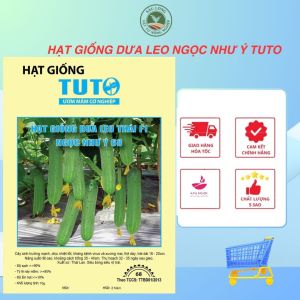 Hạt giống Dưa Leo NGỌC NHƯ Ý | TUTO siêu trái