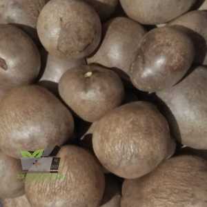 Umbi Kentang Gantung Fresh 500 gram