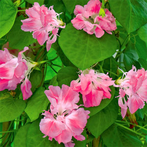 Morning Glory Raffles Pink Flower Vine 20 Seeds Tall Tropical Friendly