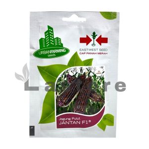 Benih Jagung Pulut JANTAN F1 Isi 30 Butir Cap Panah Merah