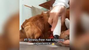 Heusom Silent Groom Pro Nail Grinder 2025 New Heusom Dog Nail Trimmer USB RechargeableNail Grinder Dog Nail Trimmers Pet Paws Grooming Smoothing Tool (1pcs)