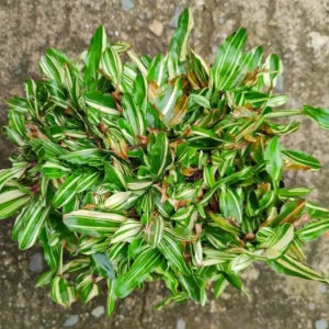 variegated frog grass