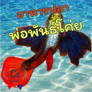 อาหารปลา (พ่อพันธ์) โค่ยแพตตินั่มเกรด A สายพันธ์เวียดนาม