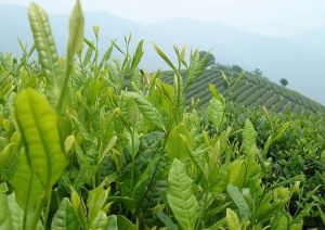 武夷山大红袍茶叶 乌龙茶 2025 China Da Hong Pao Big Red Robe Oolong  Tea Dahongpao Oolong  Tea Organic Green Food  Tea Pot