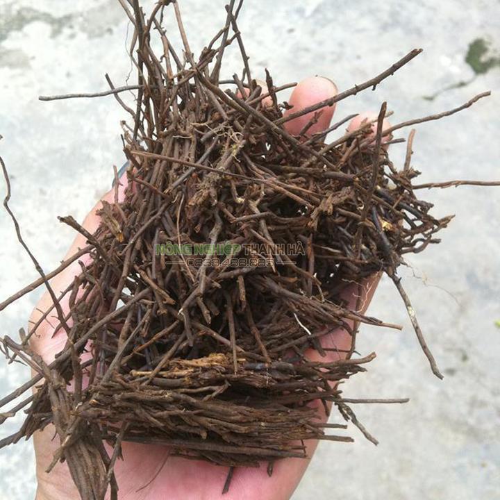 1 Kg dớn cọng trồng lan