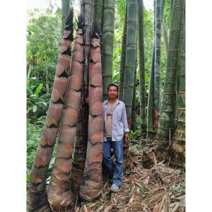 Cây Giống Tre khổng lồ thái lan măng ngọt năng xuất cao