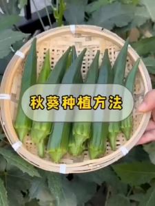 Okra Vegetable Seeds 50Seeds/Pack Freshness: Weeks Hybrid Smooth Green Variety Cuba Origin for Planting