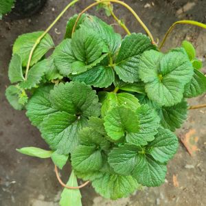 Cây dâu tây chịu nhiệt Minh Hân Garden có quả tùy thời điểm mua cây