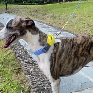 Dog CollarWaterproof Dog Collar with Quick Release BuckleCoated Stink-Proof Webbing Lightweight Collar for Medium Small Dogs