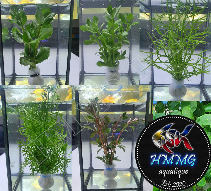 Aquatic Live Plants, Low Tech (56 Stems) Lazada PH