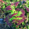 Miana Coleus Bima Daun Besar. 
