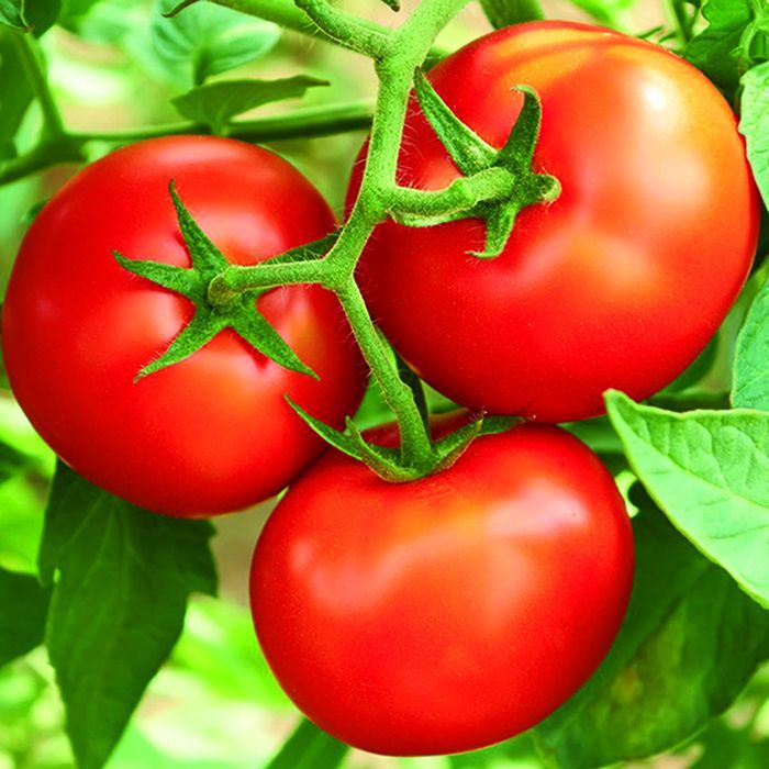 เมล็ดพันธุ์มะเขือเทศโทมัส พันธุ์เนื้อ โตไว ผลดก