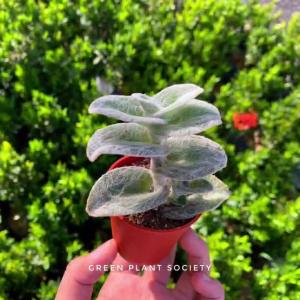 GPS Green Plant Society Real Live Succulent Plant with Pot Guarantee Lowest Price ( Random Pick )