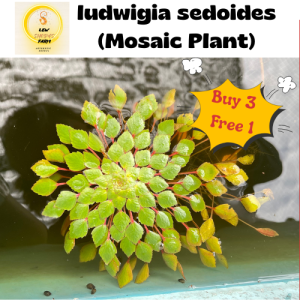 [Ready Stock] Ludwigia Sedoides (Mosaic Plant) / Floating Water Plant /Aquatic Plant