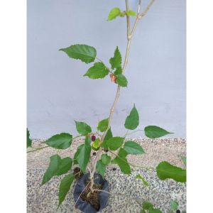 BIBIT TANAMAN MURBEY JUMBO 🌱Konsisi Sudah Berbunga/Berbuah Siap Tanam Dipot Atau DiDepan Rumah Buah Ya Besar & Manis . Silahkan Diorder Pemesanan Bisa COD Bayar Ditempat